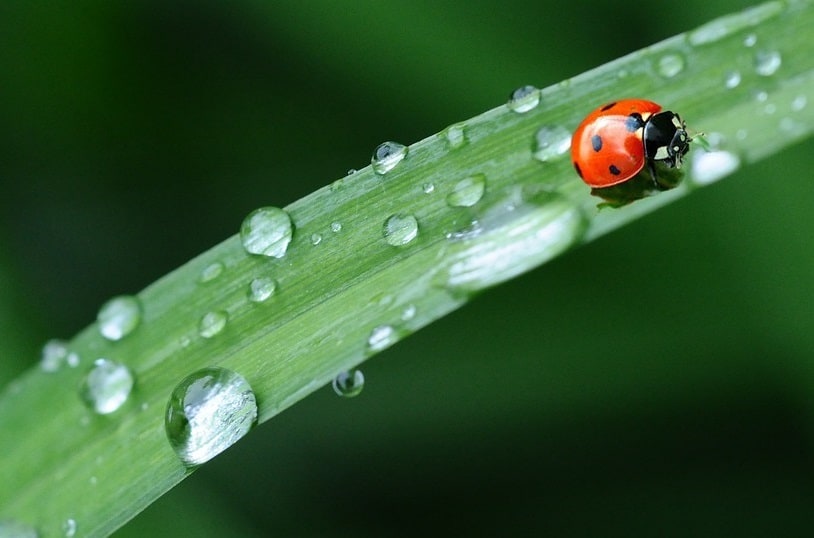 Explorer le monde fascinant des coccinelles et leur élevage
